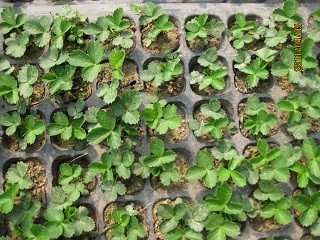 草莓育苗要注意什么？