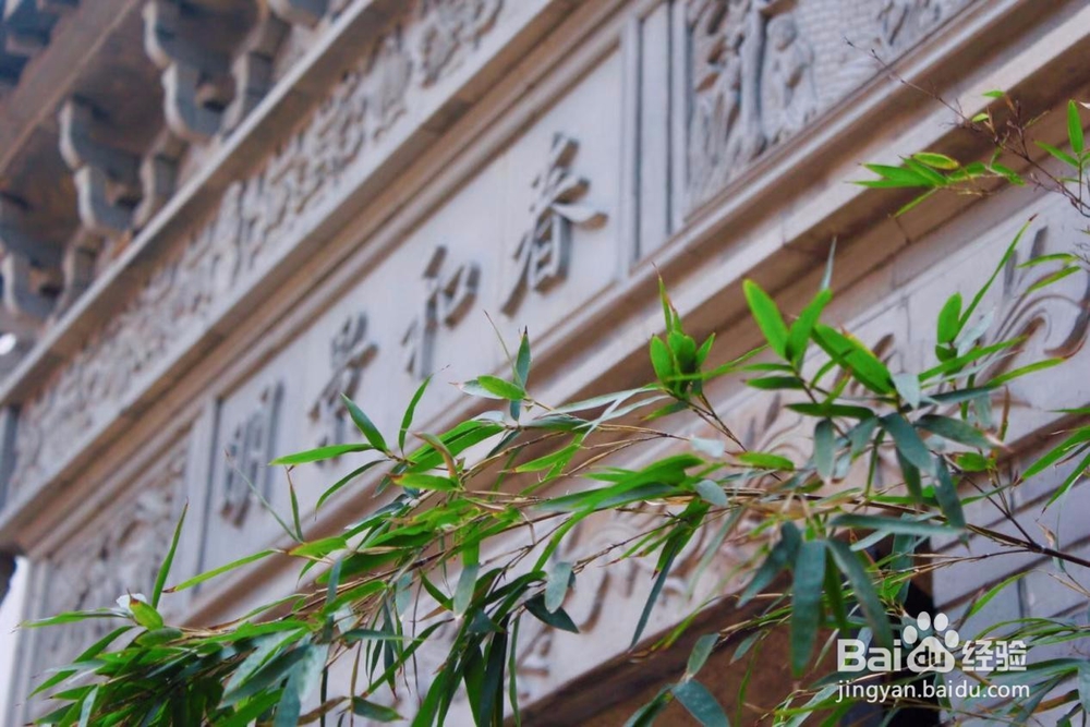 从震泽出发，探访无边春色！