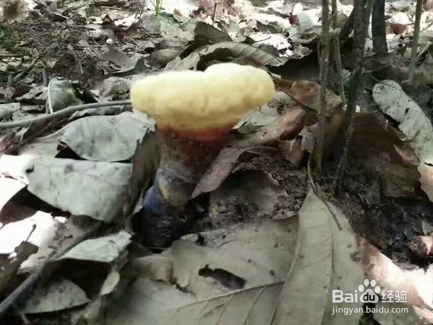 灵芝烘干机的技术特性灵芝热泵烘干机程序设定