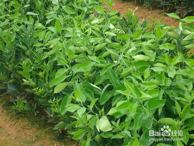 影响砂糖桔甜度的主要因素及膨果增甜着色的方法