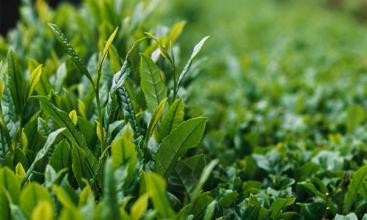 去除青春痘面膜2