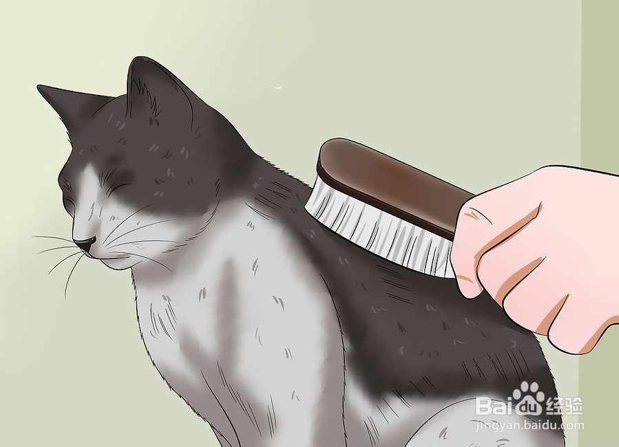 如何让你的猫爱你