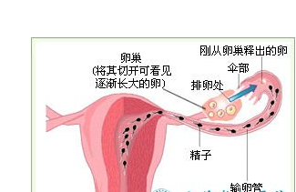 输卵管粘连给女性带来哪些危害