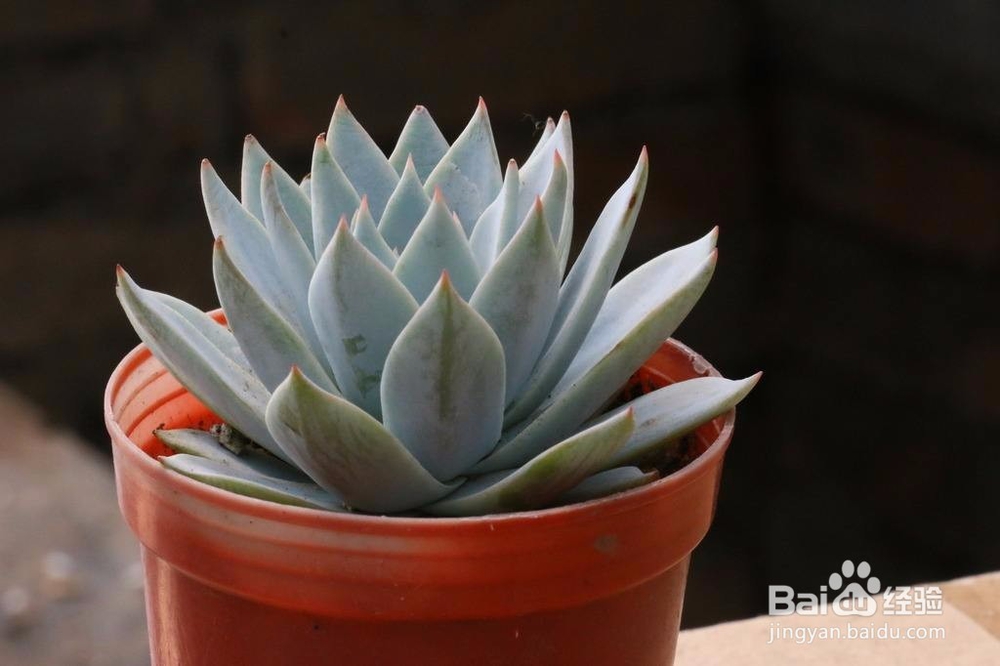 夏季养殖多肉要注意些什么？