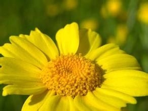 彩虹有几种颜色?