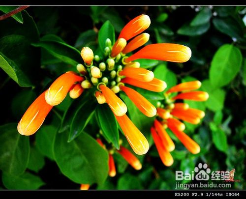 怎样让炮仗花花满枝头