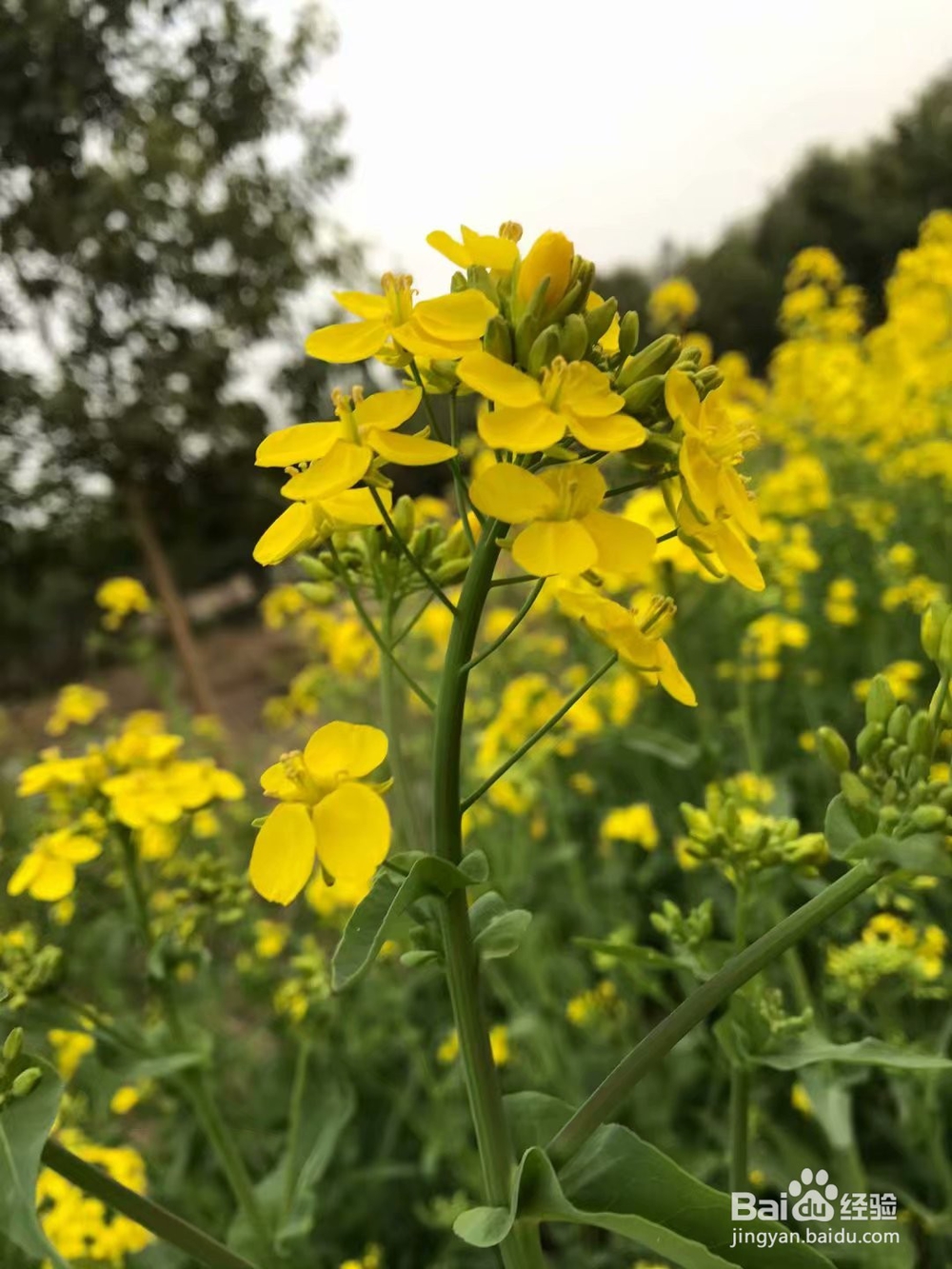 拍摄油菜花技巧