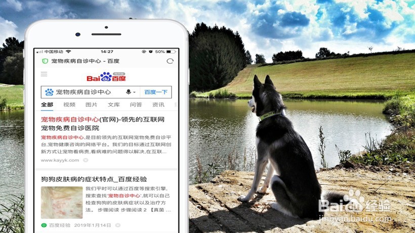 狗狗泰迪皮肤病用什么药效果好