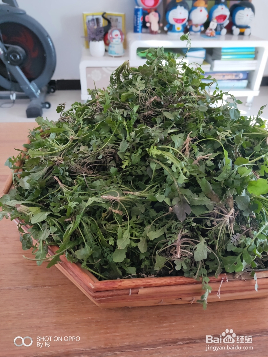 香香脆脆的猪肉荠菜饺子