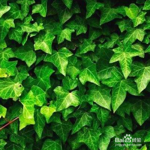 发现家里养殖的常春藤有黄叶子怎么办