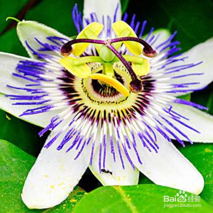 西番莲养殖时需要注意什么？