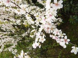 怎样使郁李多开花?