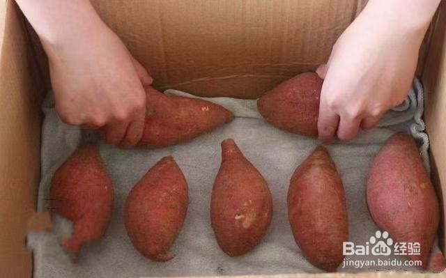 红薯怎样保存不发芽和不腐烂
