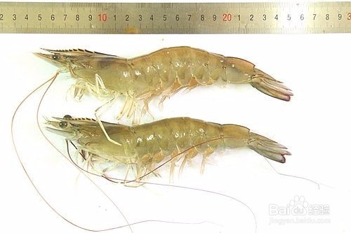 怎样把握养殖对虾收获的时机