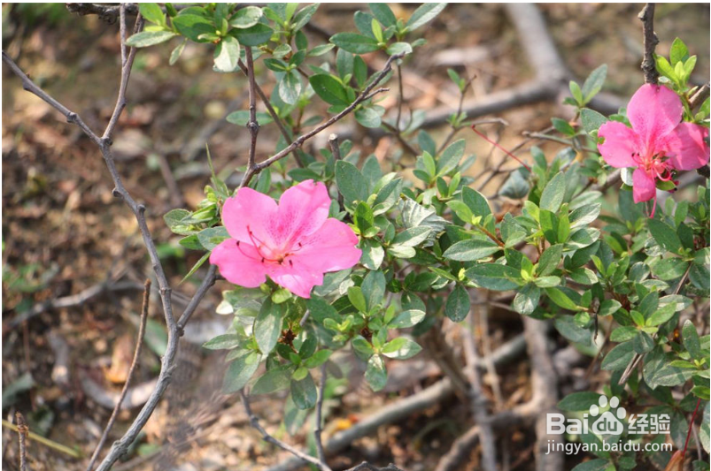 杜鹃花花苞干枯怎么能恢复