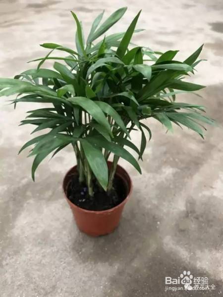 这几个夏季养花小妙招,我只偷偷告诉你!