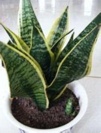 五步轻松去除家装异味