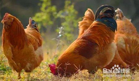 困扰人类数千年的问题，到底是先有鸡还是先有蛋？