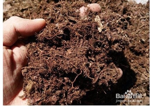 养的多肉老是死怎么办