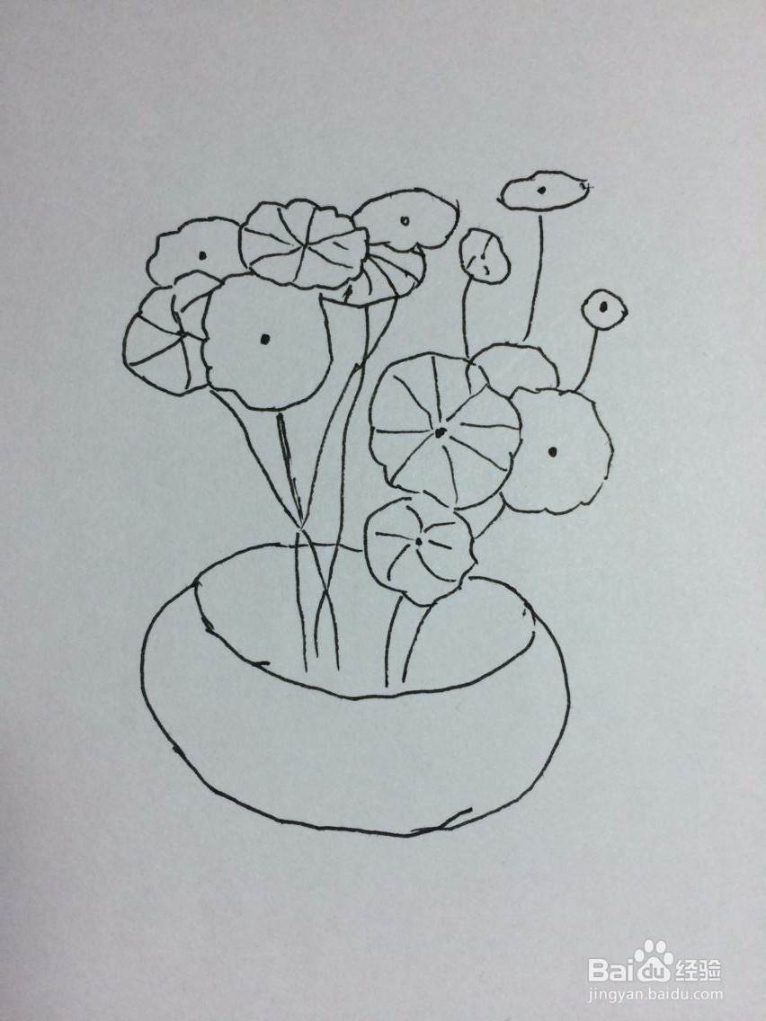 铜钱草怎么画