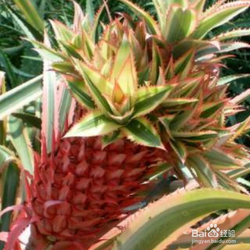 养殖艳凤梨的方法和注意事项