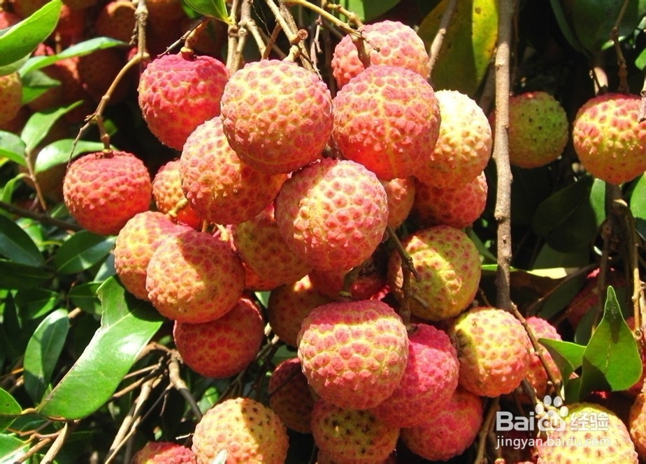 #水果#9种减肥中不能空腹吃的水果