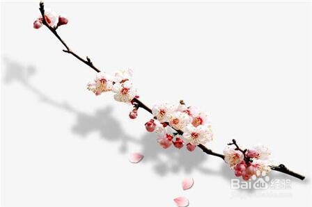 梅花扦插时间和方法