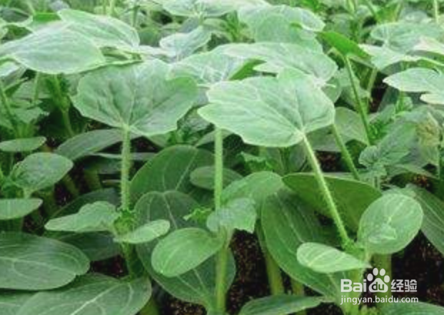 怎样制作西瓜糖吃瓜中之王要注意什么?