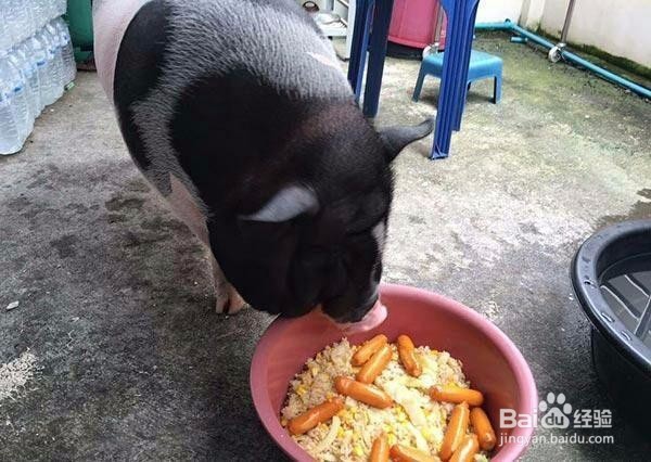男子养了一只宠物猪,几个月后,朋友口水直流!
