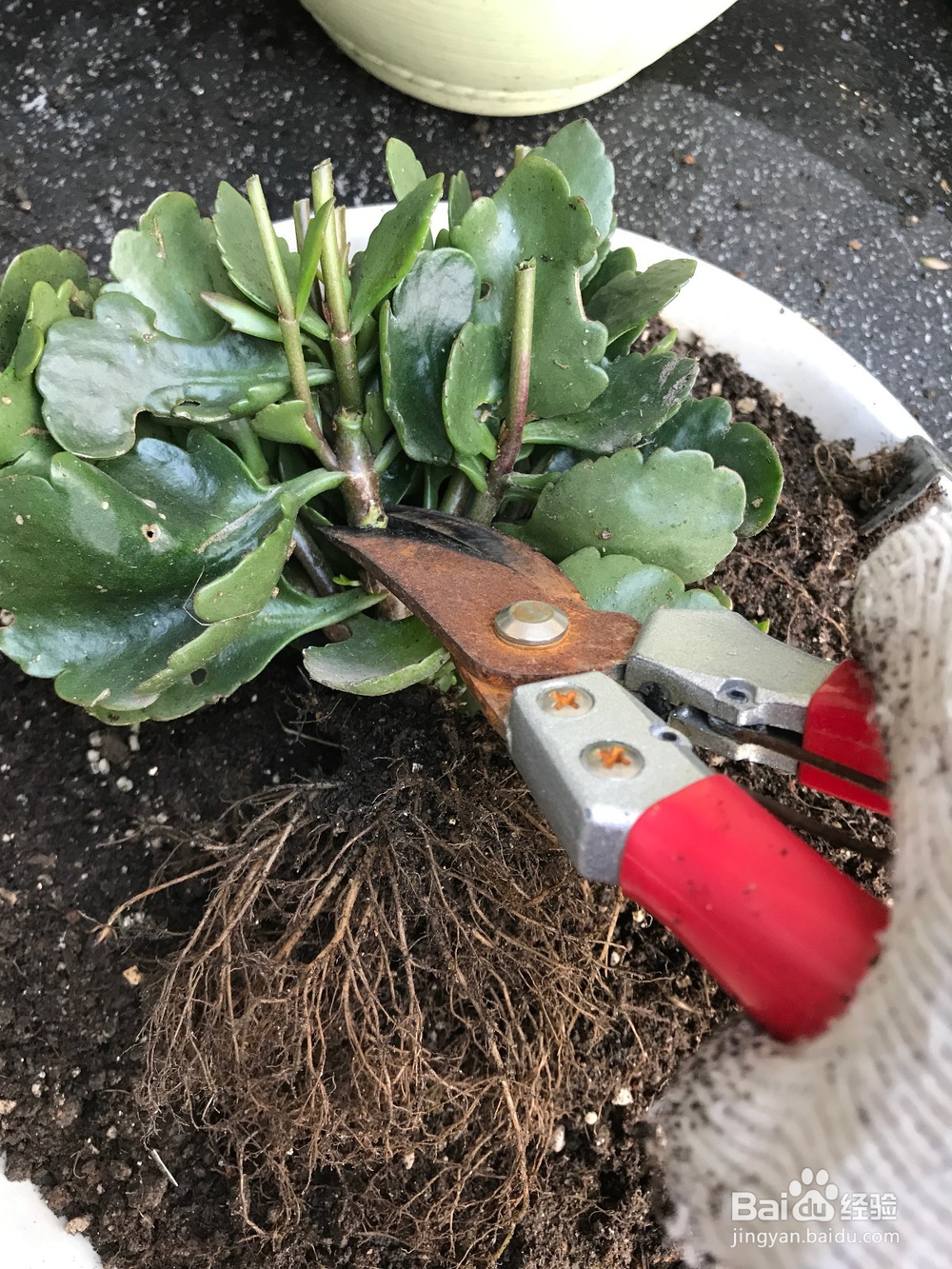 长寿花开败后的处理方法