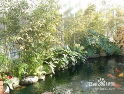鱼池青苔怎么处理
