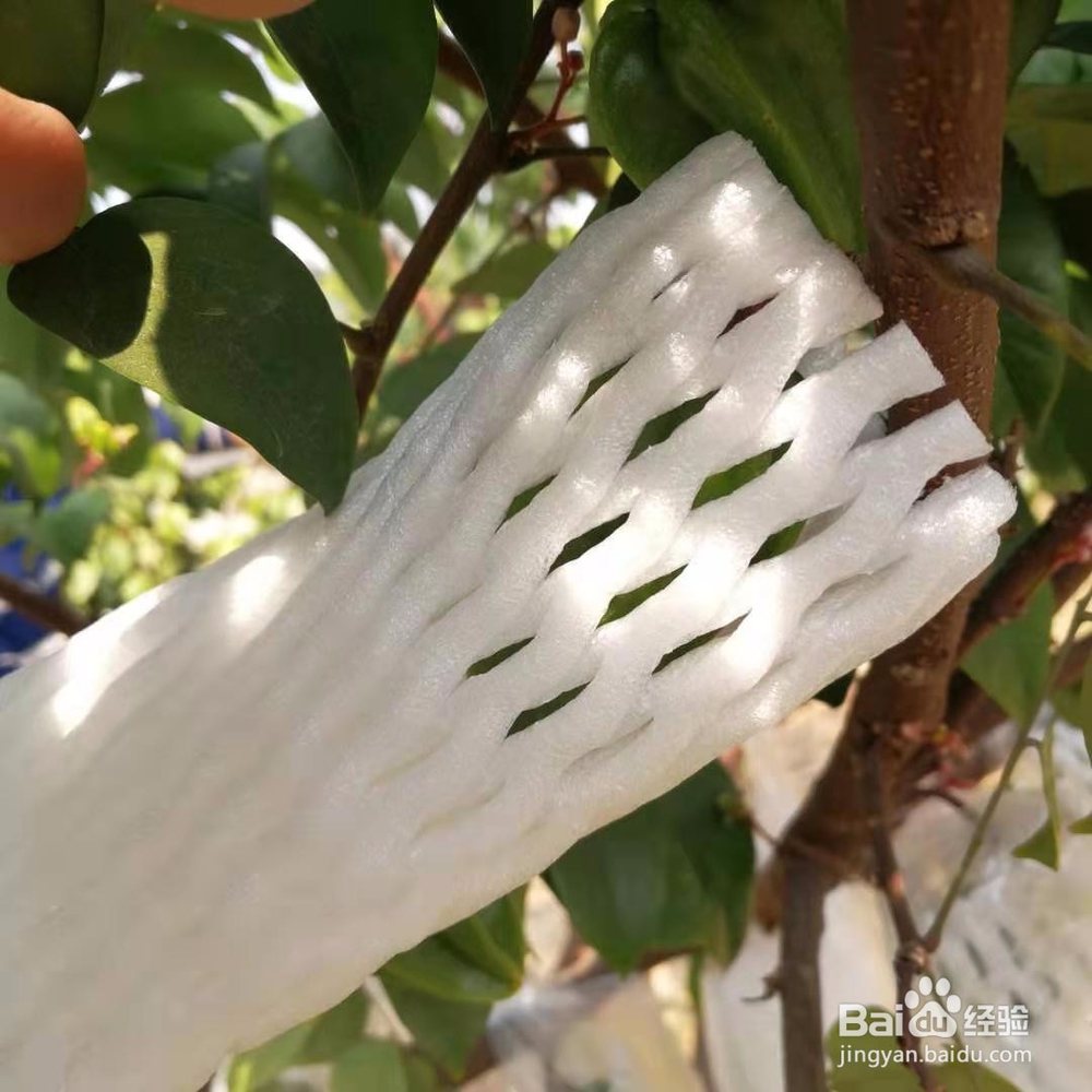 如何防止杨桃等水果被针蜂叮，保证质量