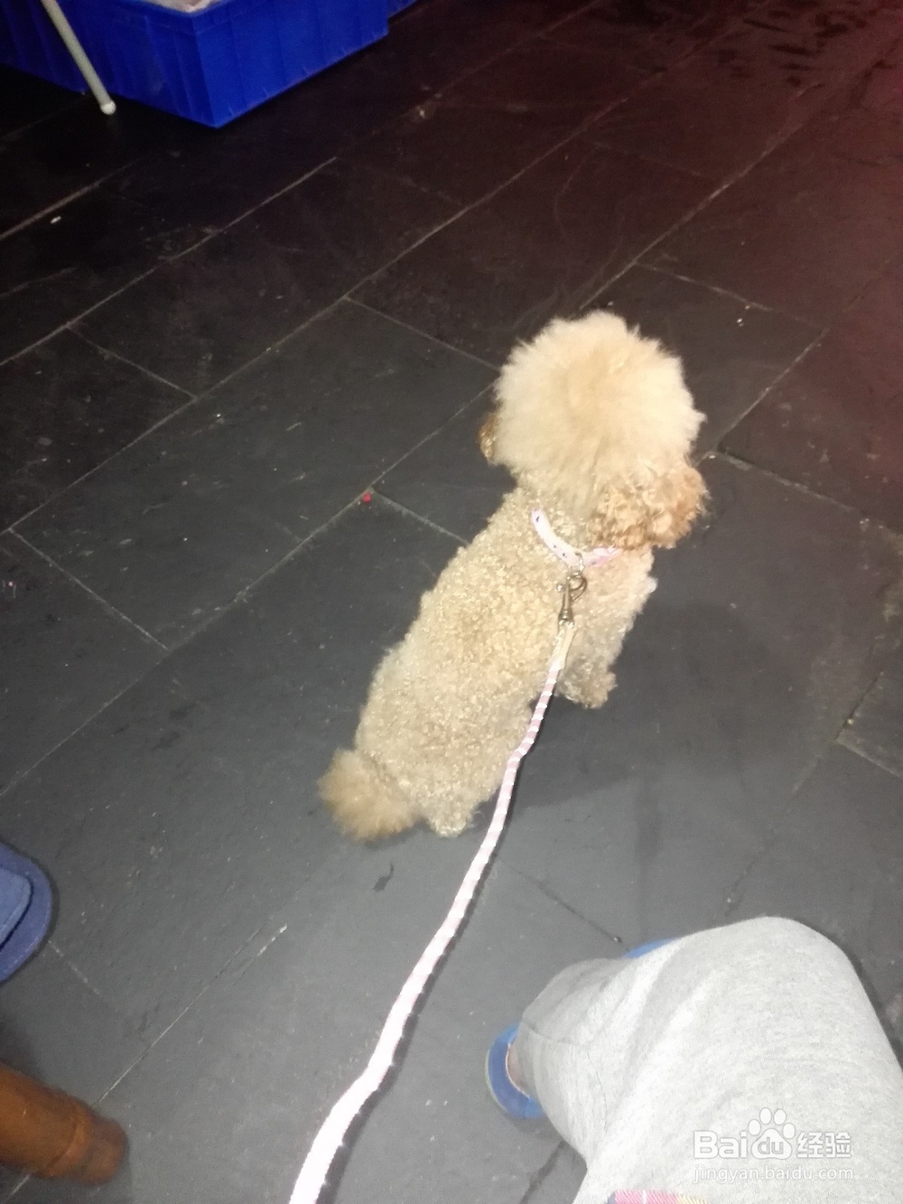 在家饲养小泰迪要注意什么？