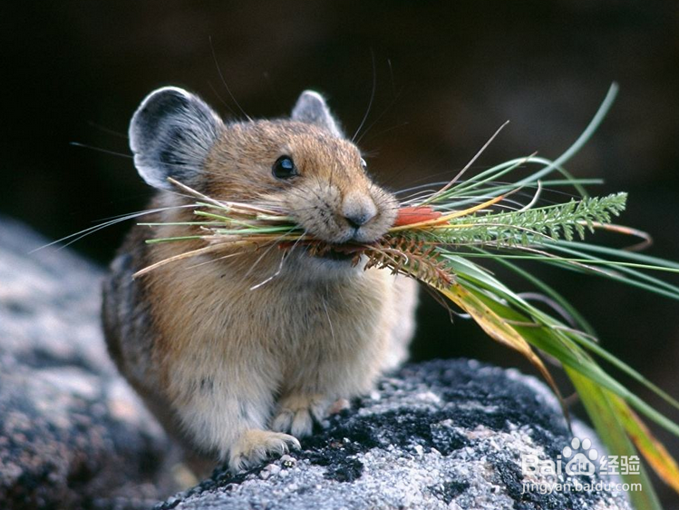 怎么样驱赶老鼠最有效
