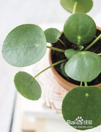 怎么养殖草本植物镜面草？