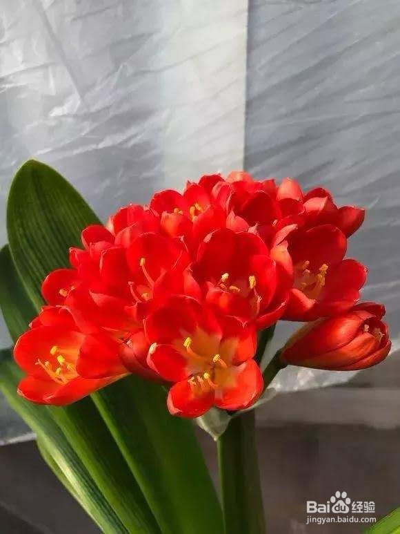 年后君子兰结果子,1个小技巧变成君子兰大户!