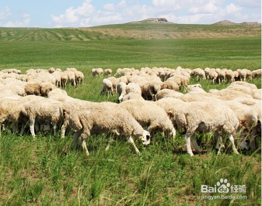 苏尔雅特二十八根肋骨羊与普通羊的区别