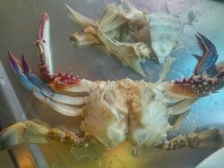 用白酒制作醉蟹的方法