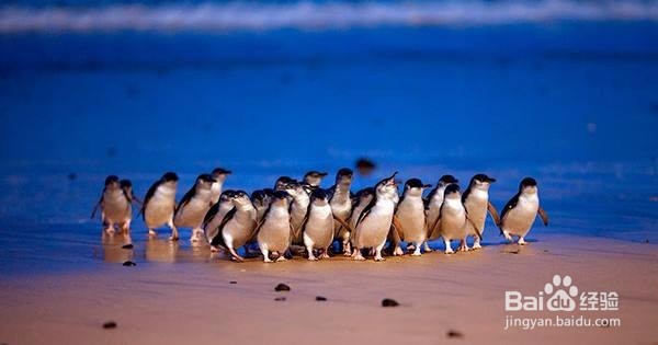 看一看Maxigenes故乡澳洲的风景名胜