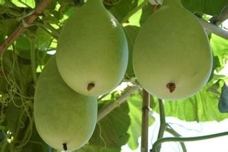 如何在阳台种植葫芦?