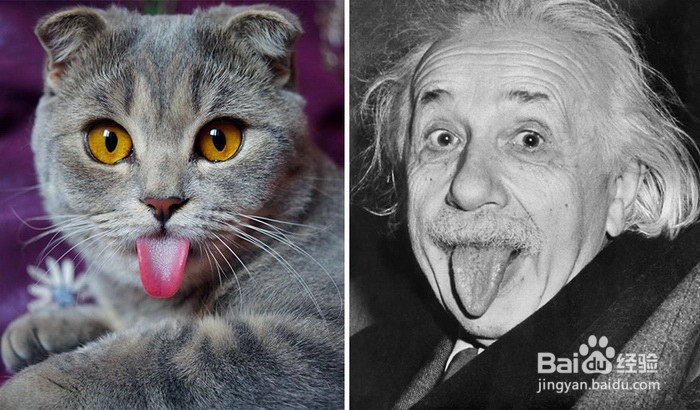 最红萌宠超可爱的折耳猫