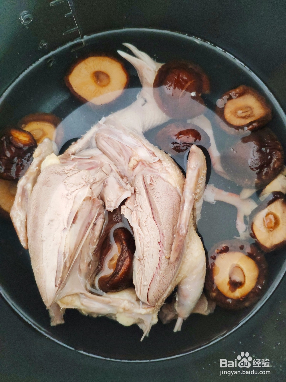如何自制养生鸽子汤