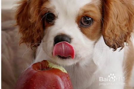 狗狗平常都吃些什么