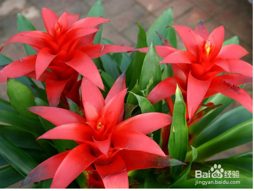 鸿运当头怎样养才能养得好