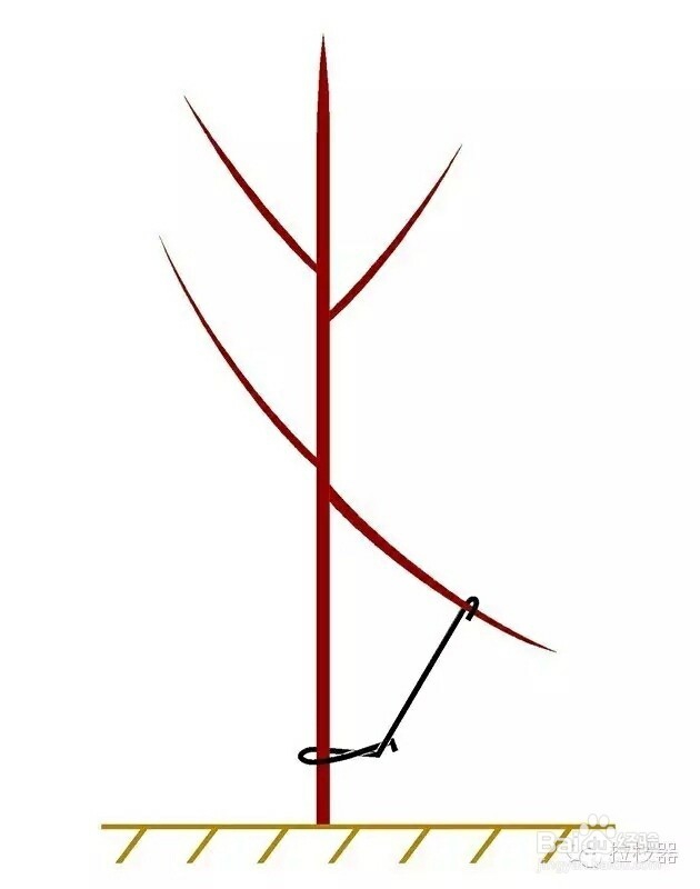 果树拉枝 拉枝器使用方法 拉枝图片