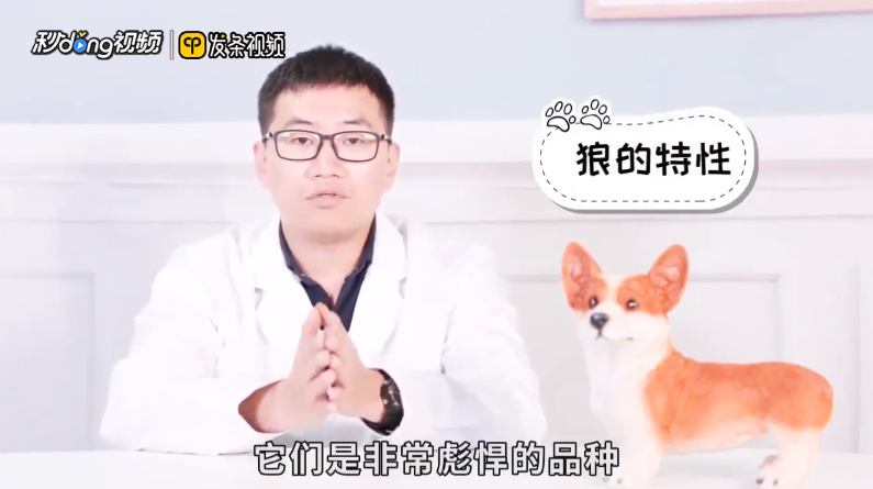 狼狗品种有哪些