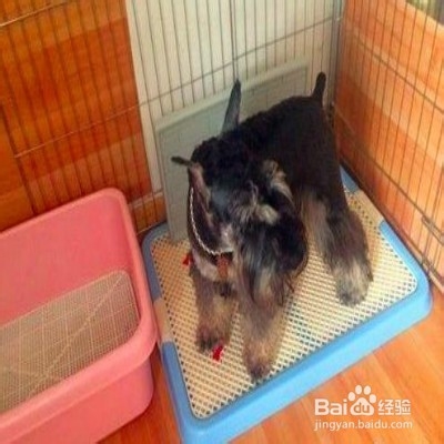 狗狗随地大小便怎么办