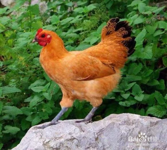 如何鉴别土鸡？