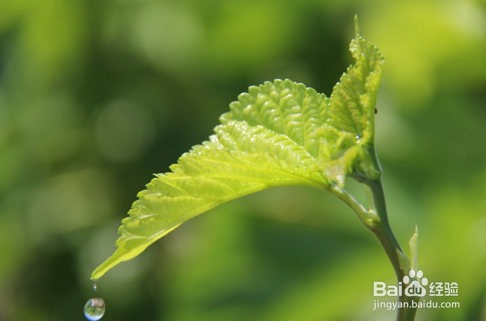 还在为脱发发愁吗，秃顶的福音来了！
