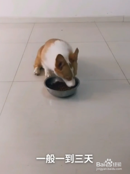 如何纠正狗狗挑食的坏毛病